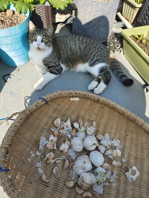 才30岁就体验到了退休生活_退休_猫咪_生活记录_接地气生活
