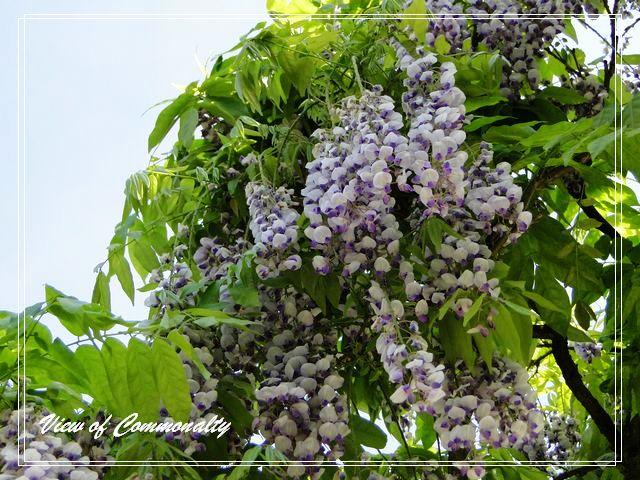 藤萝花