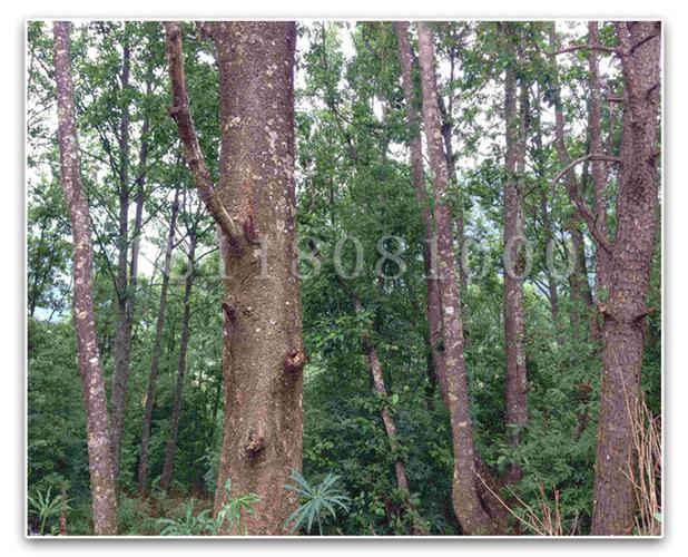 批发当年新采收 江南桤木种子 四川桤木 种子红桤木种子