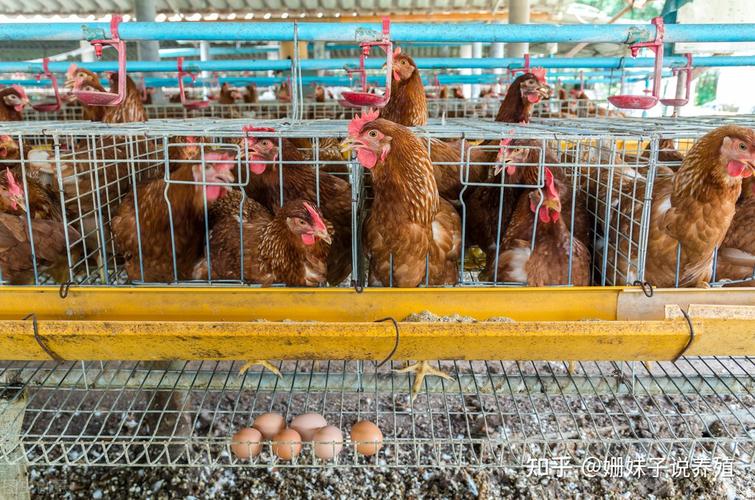 暴雨前后养鸡场请注意