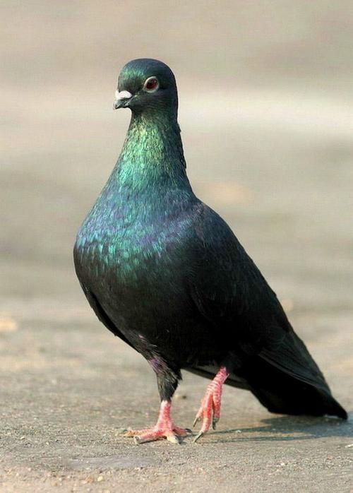 鸽形目·鸠鸽科:黑皂鸽