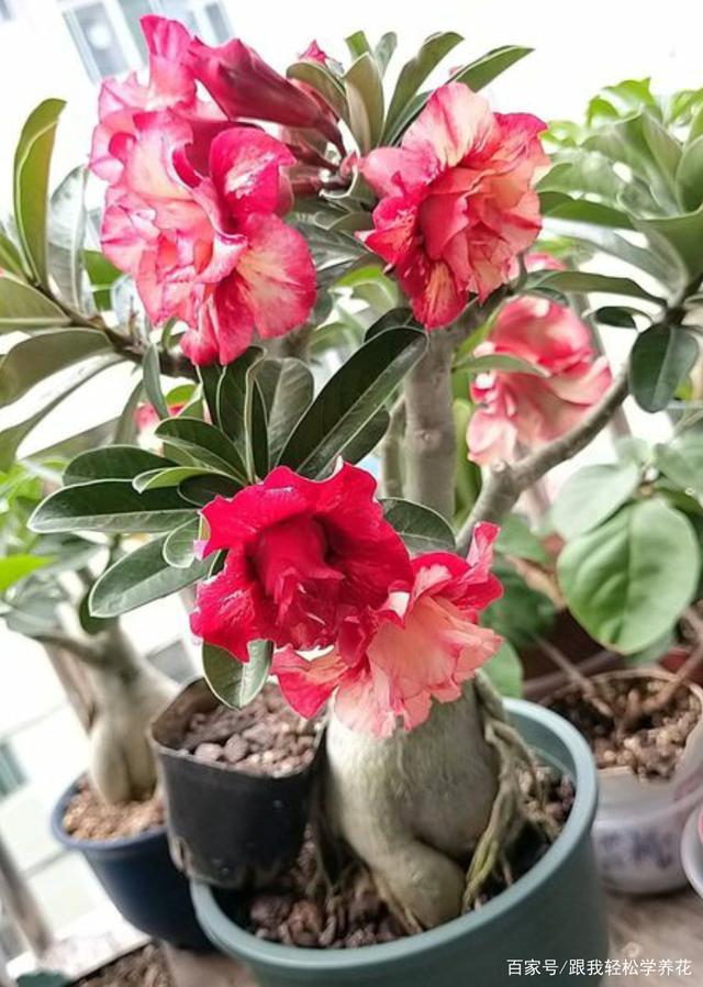 沙漠玫瑰冬天爱黄叶,四点养护做得好,叶绿根壮,开春就是爆发季