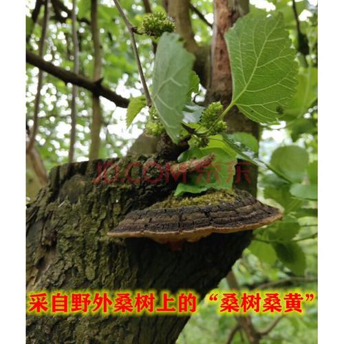 康中尊 正宗桑树桑黄灵芝桑黄菌整枝纯桑黄灵芝可打灵芝粉 250g