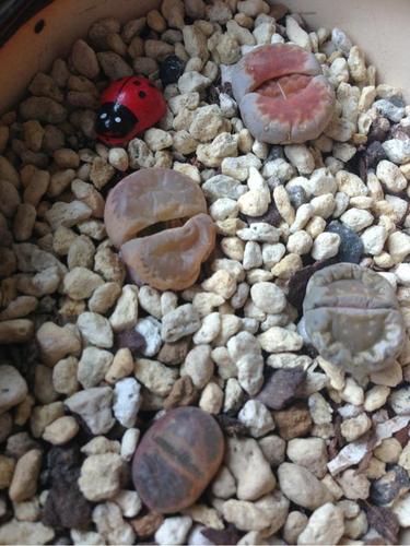 帮我看看生石花死了吗?水化了?