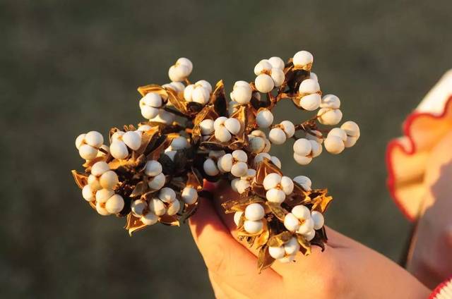 露出里面三粒雪白的果实,如爆米花般挂在枝头,因此乌桕也叫"爆米花"树