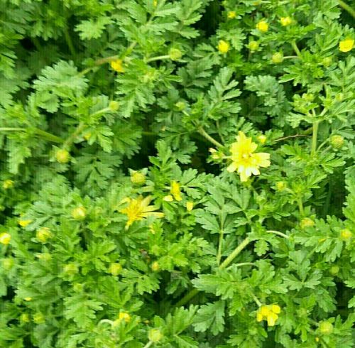 朝天委陵菜(老鸹筋)