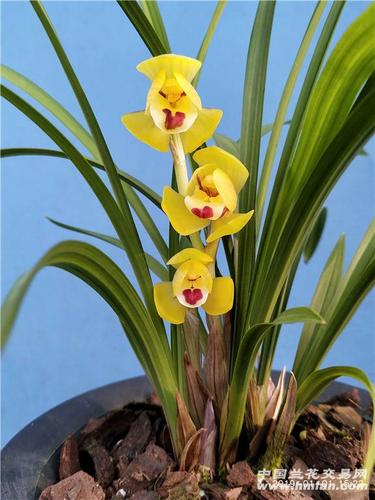 2019年元旦春剑黄荷-春剑篇-中国兰花交易网社区