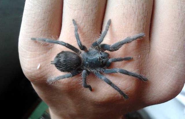 蜘蛛种类丰富听毛是足部的毛形感受器是种极细极度敏感的毛