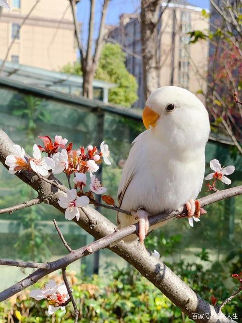 牡丹鹦鹉美图欣赏