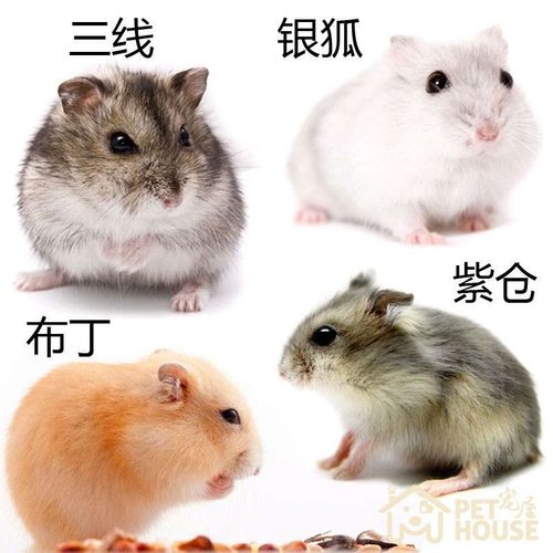 【京选推荐】小仓鼠活体三线银狐金丝熊仓鼠宠物仓鼠宝宝幼崽布丁一对