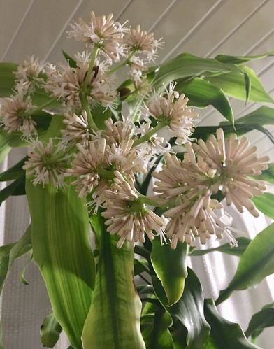 富贵吉祥～巴西木开花