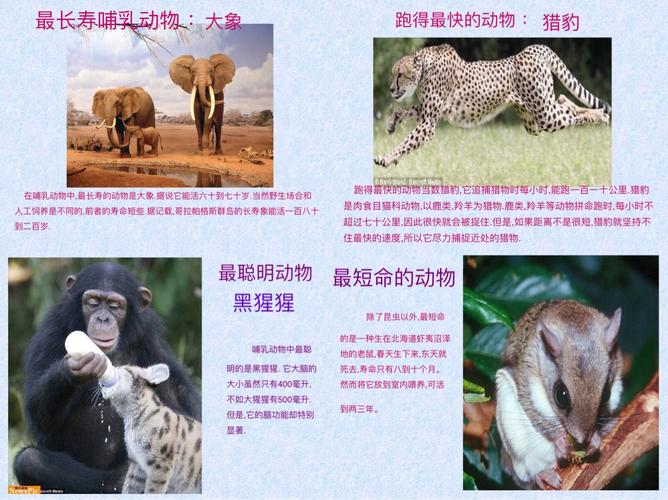 世界动物之最—记二(4)班三月家长微课