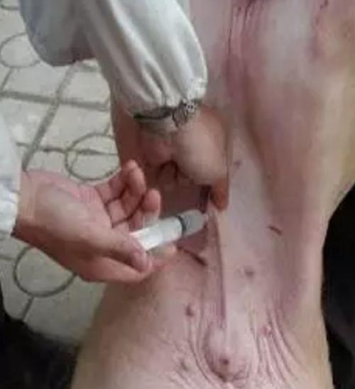 【技术】仔猪腹腔注射技术(图文)