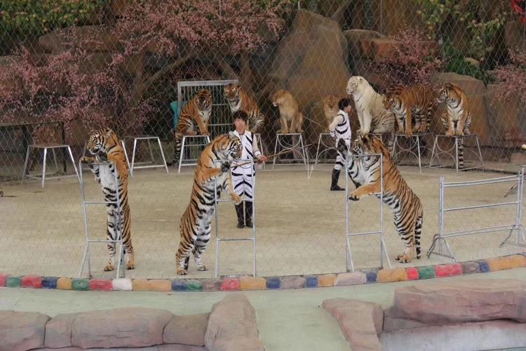 虎拳跆拳道夏令营来啦 常州淹城野生动物园,森林大马戏一日游