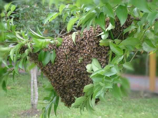 农村常见的蜜源植物,桂花蜜不是来自于桂花树