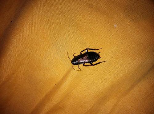   分享到:  16 分钟前  提问者采纳 蜚蠊(fěi lián 蟑螂)泛指