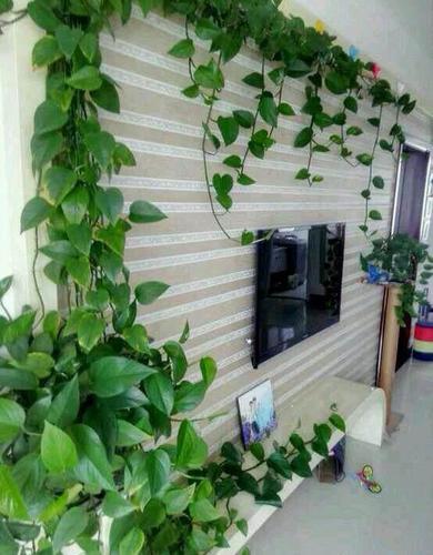 养文竹绿萝每月施1次它叶子油绿疯长爬满墙