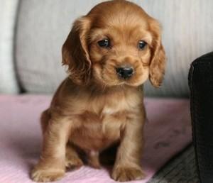 可卡犬英国可卡