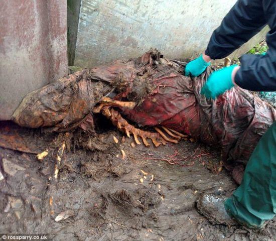 英国一农民非法处理家畜尸体任其腐烂 被指控违法