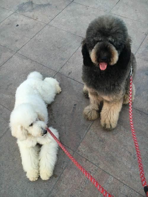 稀有灰色巨型贵宾种公灰包银幻影对外借配,巨贵