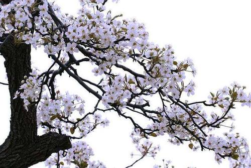 黄河故道森林公园——位于夏津县苏留庄镇
