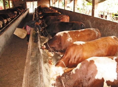 肉牛网-肉牛西门塔尔-肉牛