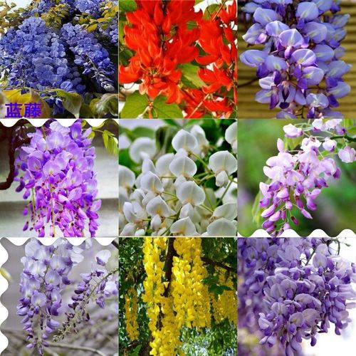 紫藤花颜色繁多,色彩丰富.