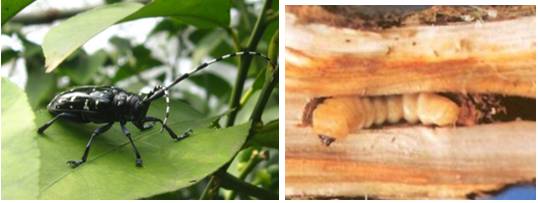 柑橘夏季10大主要害虫排行榜,万万没想到它排第一!