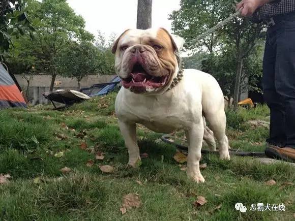 【宠物频道恶霸在线】美国恶霸犬与美国斗牛犬有什么