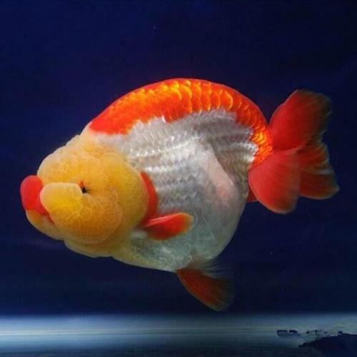 精品兰寿红白小尾奶牛玉兔金鱼麒麟齐腮红重墨水墨