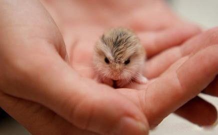 金丝熊仓鼠_仓鼠金丝熊认主人吗_银狐仓鼠和金丝熊配