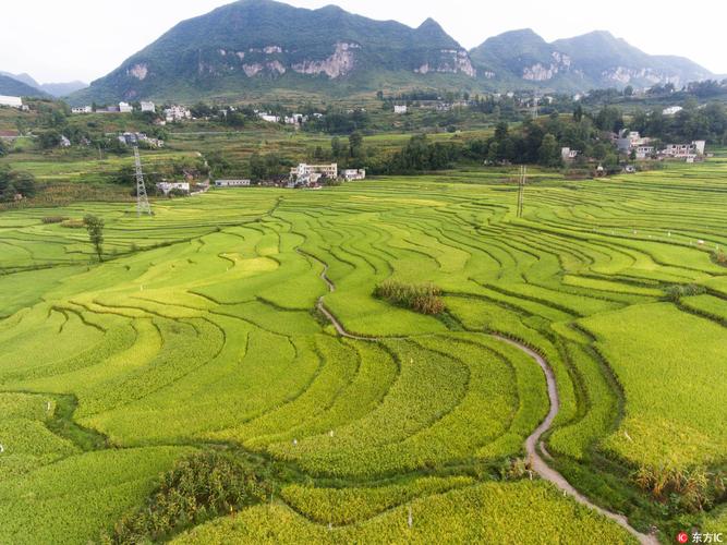 贵州省大方县小屯乡小屯梯田退绿变黄,丰收在望.