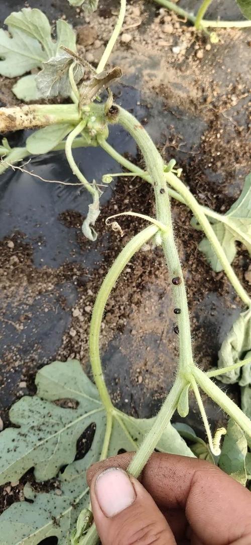 西瓜蔓枯病发病快,损失严重,如何有效防控?