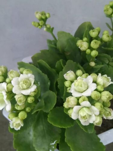 去店里买长寿花,种类太多都挑花眼,这8种真的太漂亮了