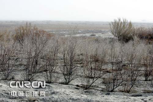艾比湖:拿什么来拯救你?