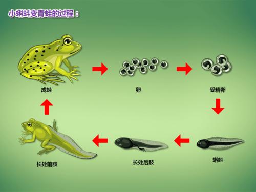 《小蝌蚪变青蛙》幼儿园ppt课件
