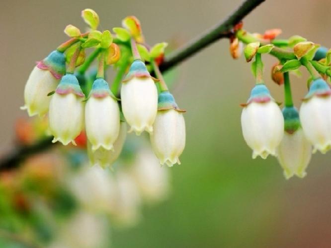 " 色彩缤纷 · 蓝莓花 …"