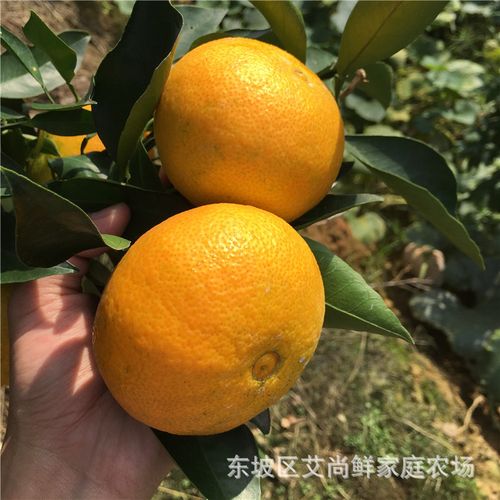 四川特产眉山丹棱桔橙爱媛38号橙子柑橘皇后贵妃柑一件代发批发  市场