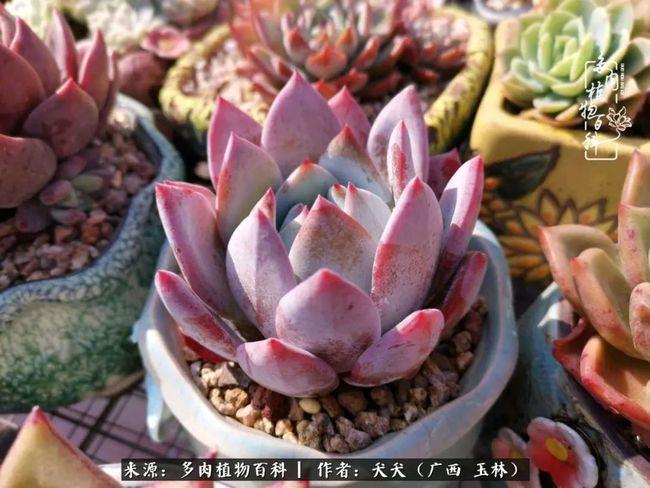 喷水后的蓝色妖姬