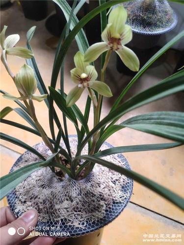 春剑(天府荷)-春剑篇-中国兰花交易网社区