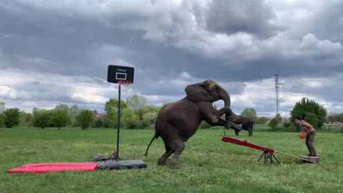 外国男子站在跷跷板这头,大象抬腿一压男子上天,完美投篮!