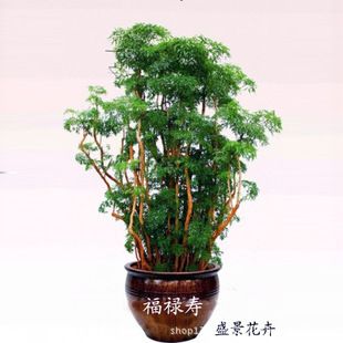 珠海花卉批发植物租摆出售绿植福禄寿