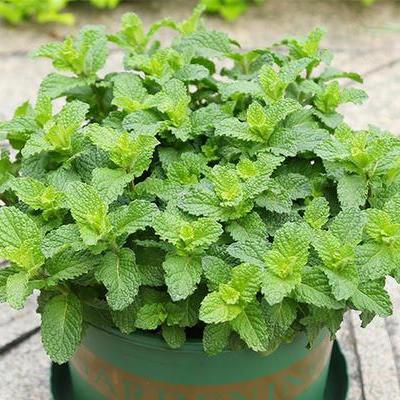 神奇美妙的猫薄荷,不仅可以点缀家居,还是自家宠物猫咪的最爱