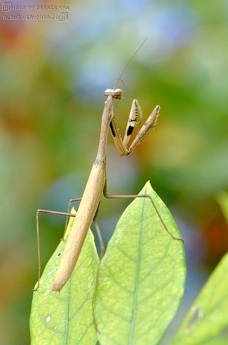 棕静螳 / 小螳螂 / 棕污斑螳螂 statilia maculata,前脚胫节