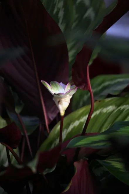 竹芋原来也能开花,一朵花开好几个月,太美了!