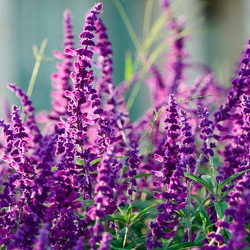 芳青花卉苗(在线咨询)-墨西哥鼠尾草-墨西哥鼠尾草单价