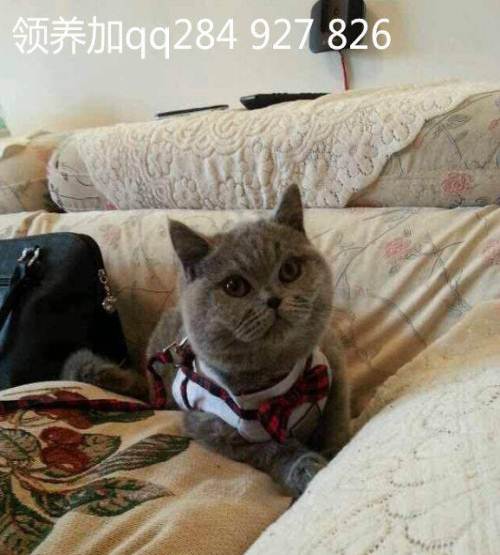 信息类别 : 宠物猫 短毛猫