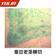 蚕豆老茎横切   切片标本  生物显微镜玻片 植物切片生物切片批发
