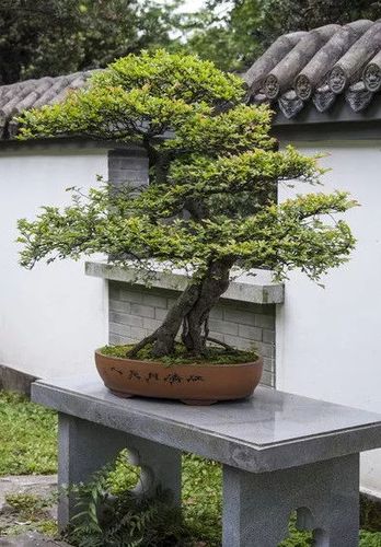 火棘盆景的鉴赏与制作管理