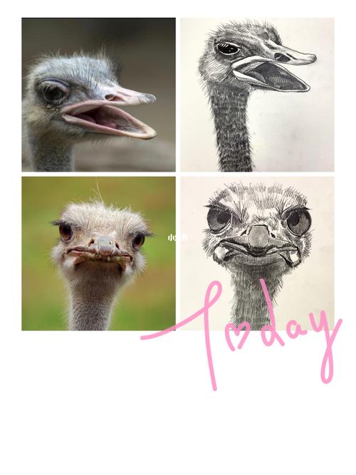 9-15岁创意美术创意素描鸵鸟写生_素描_写生_钢笔_创意美术_绘画_海口